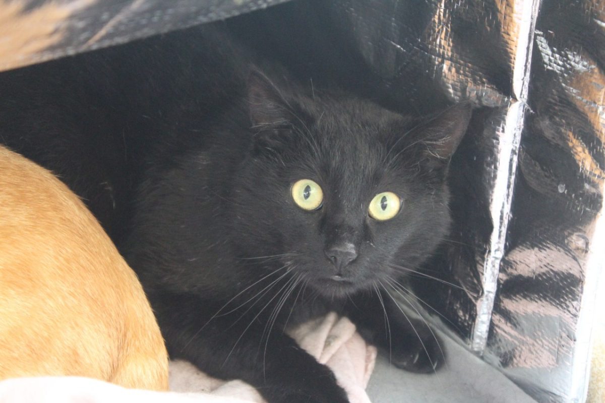 Barbossa - Chat Européen à adopter