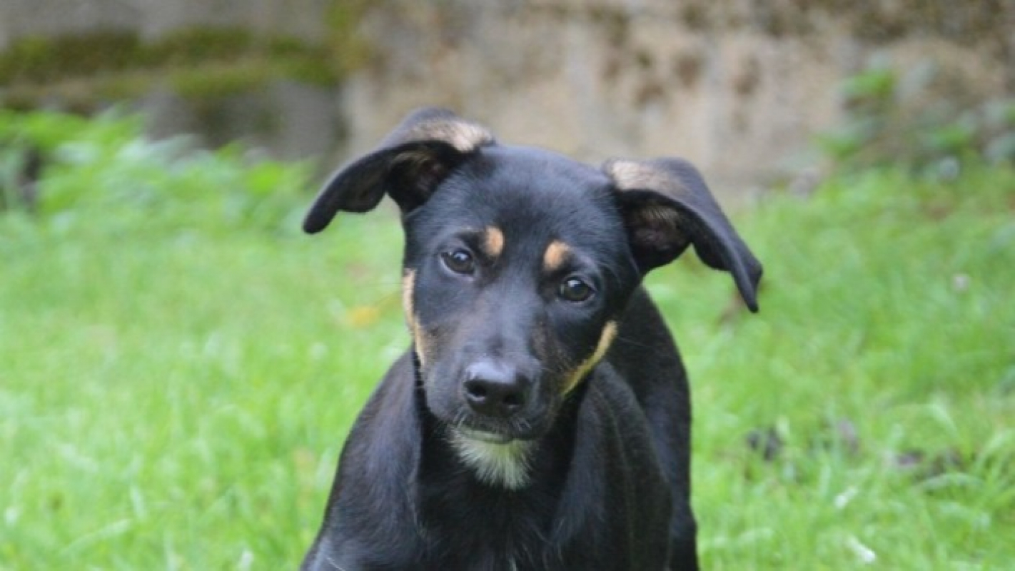 Photo #1 de Apia chao