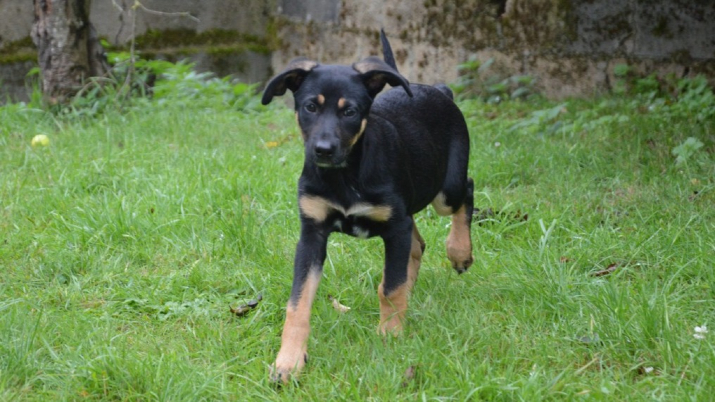 Photo #2 de Apia chao