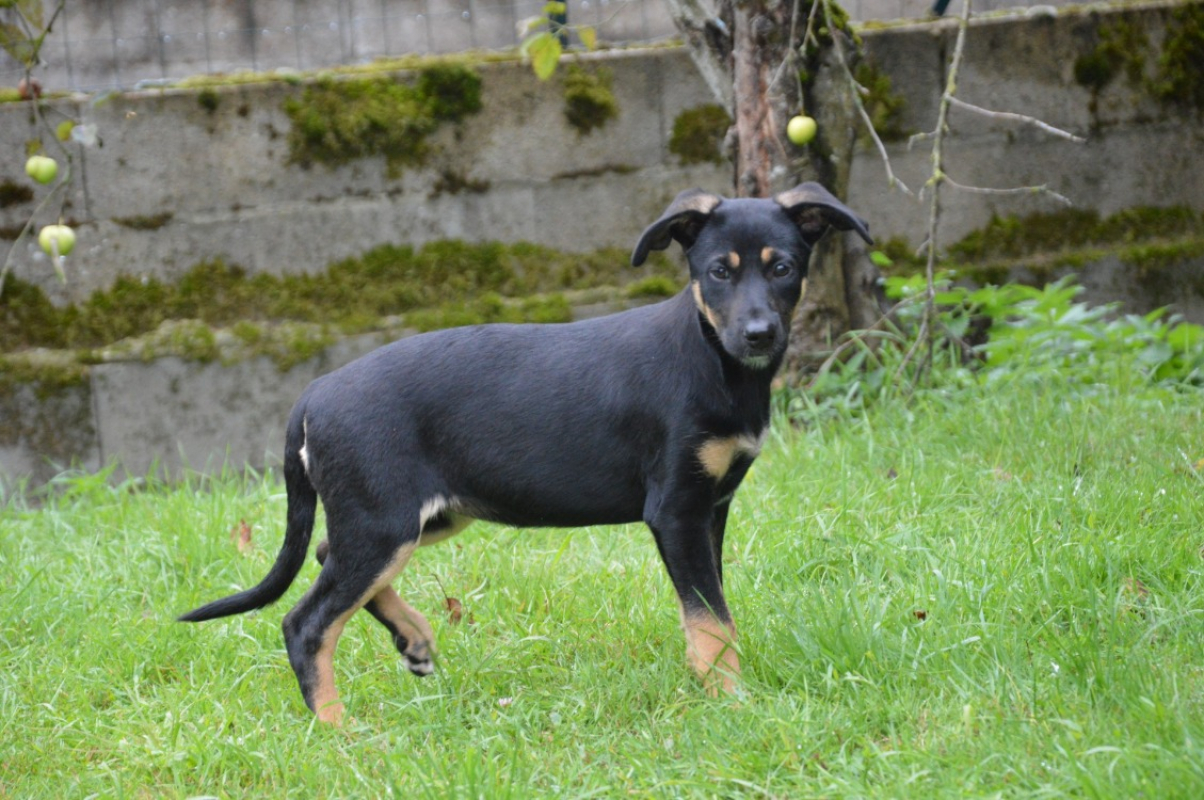 Photo #3 de Apia chao