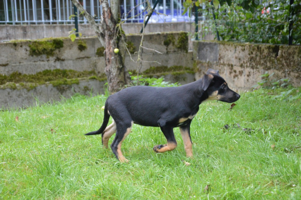 Photo #4 de Apia chao