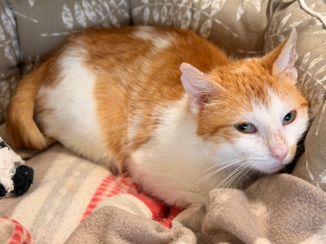 Photo #3 de Tic