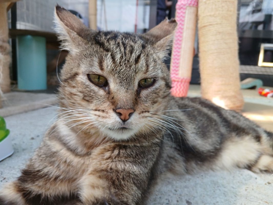Chiche - Chat à adopter