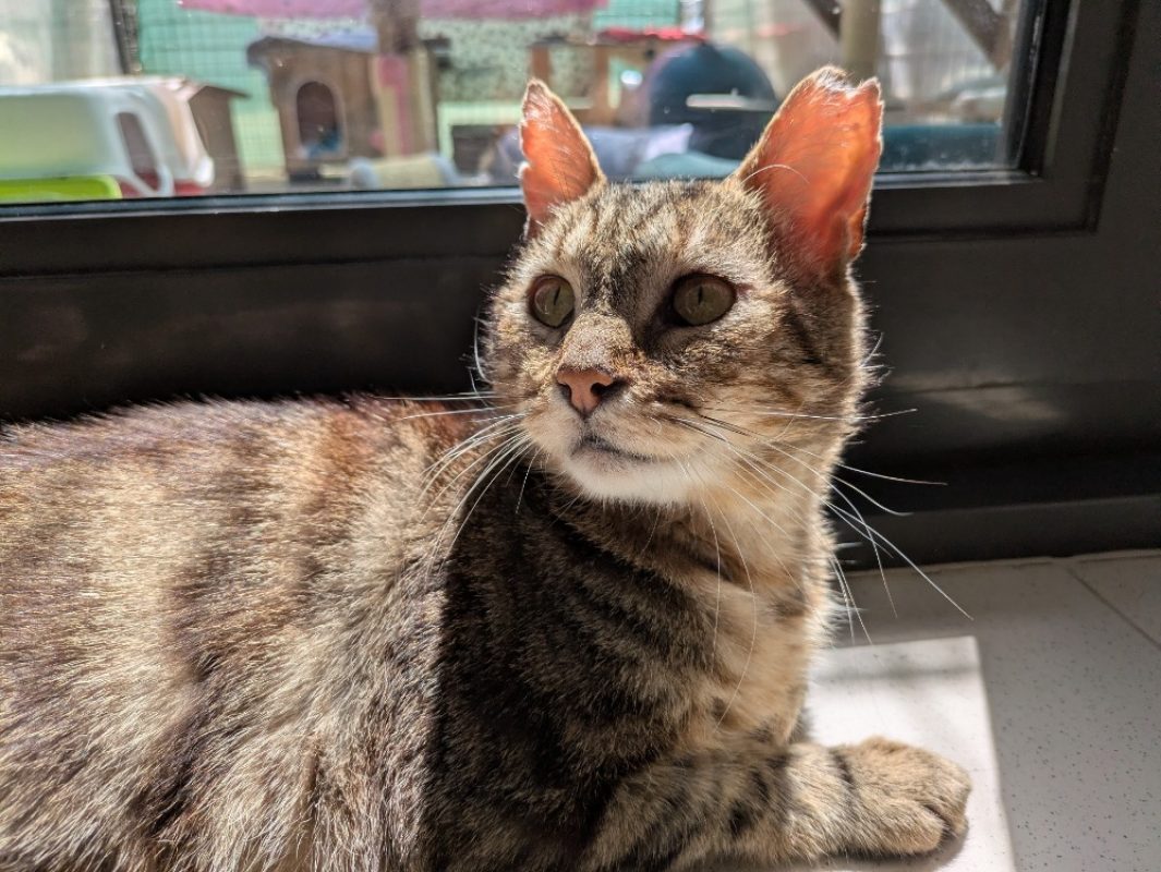 Chiche - Chat à adopter - photo 3
