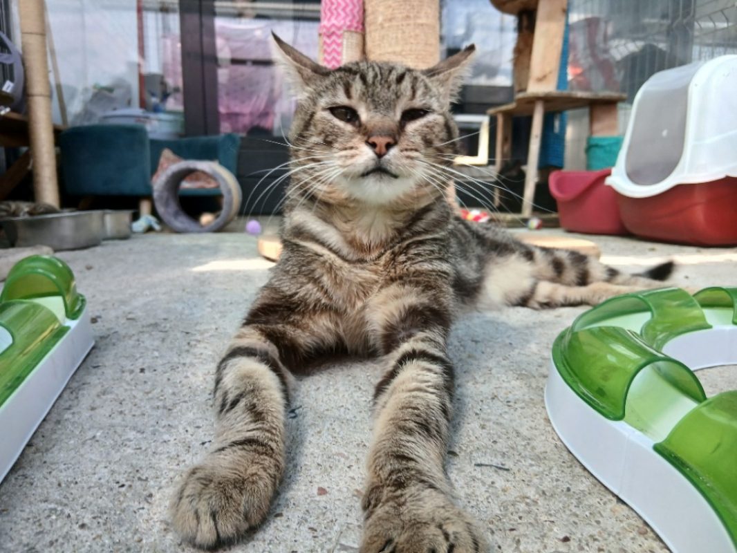 Chiche - Chat à adopter - photo 4