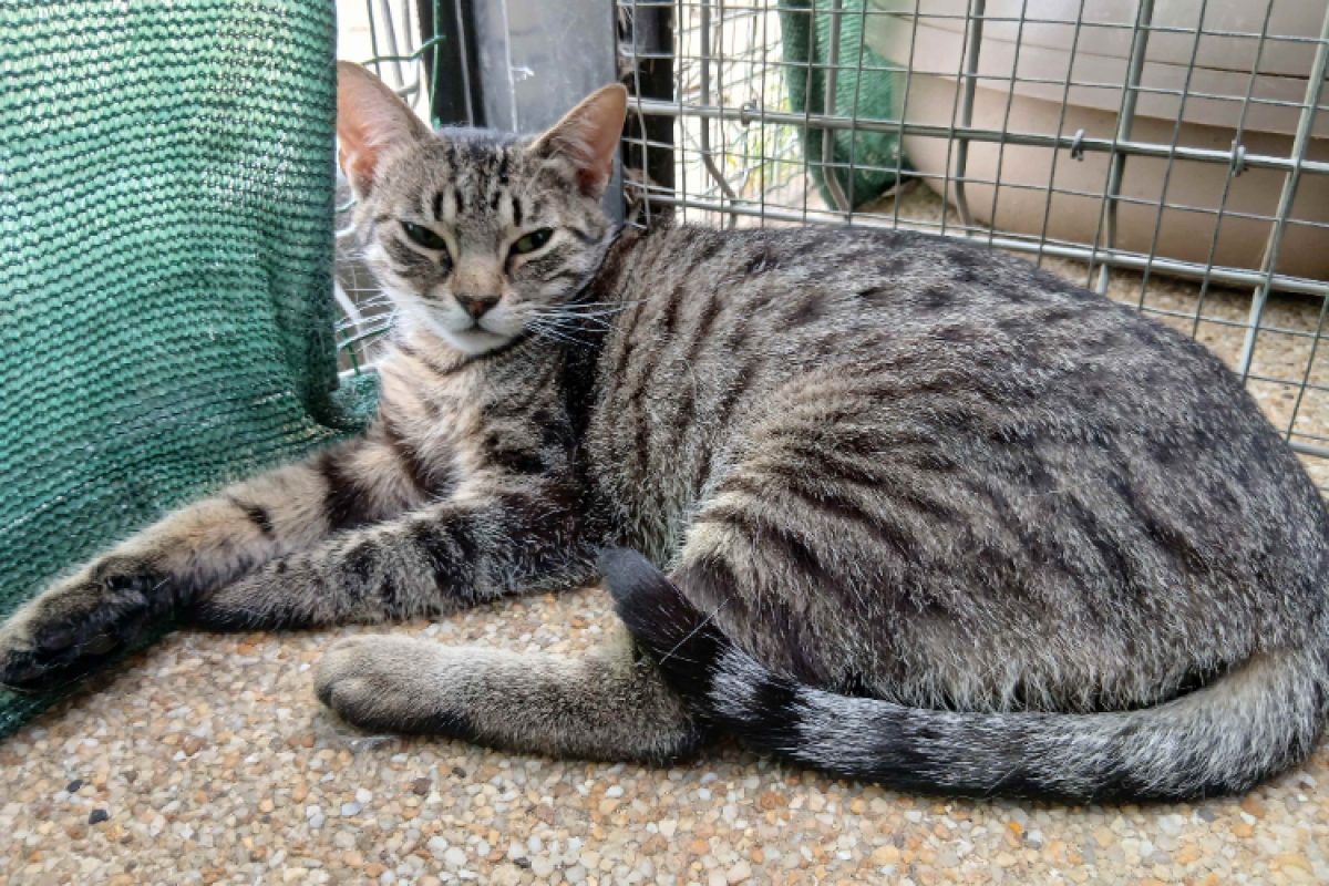Akk - Chat à adopter