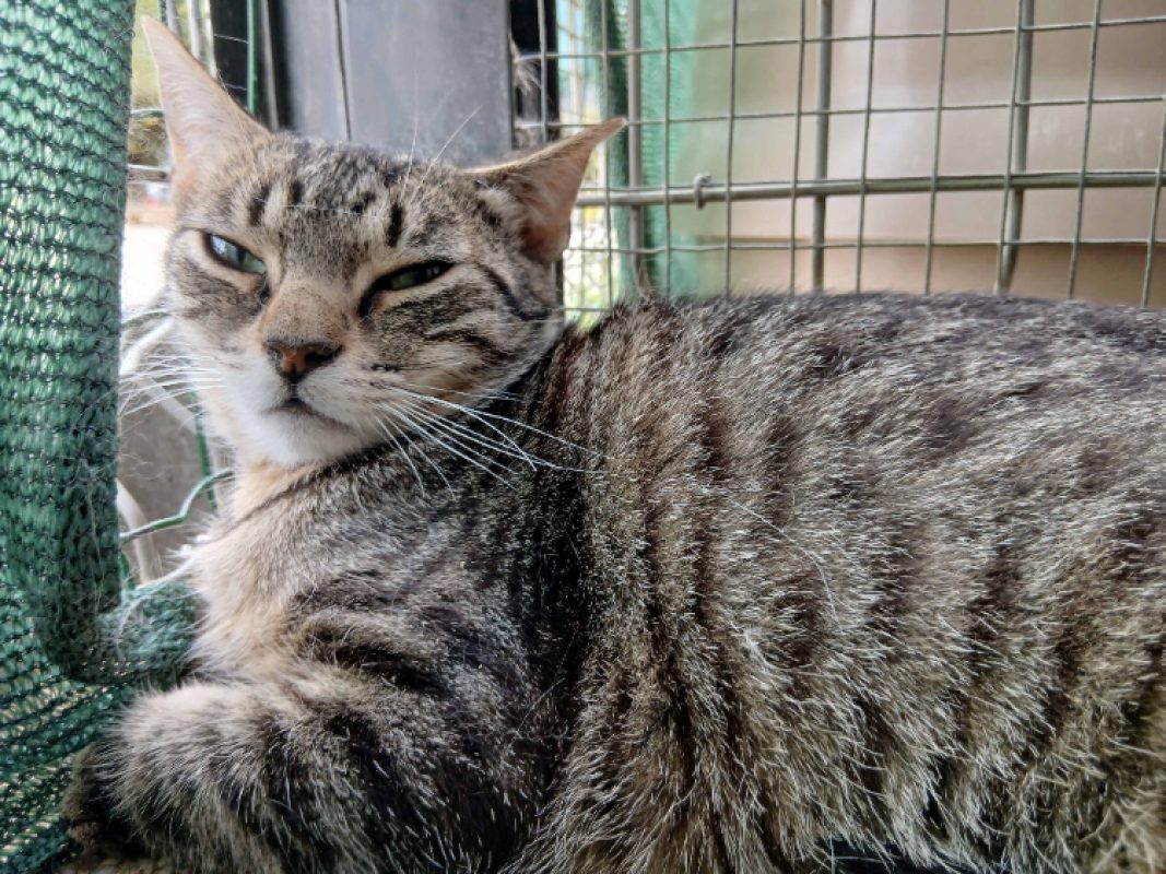 Akk - Chat à adopter - photo 2