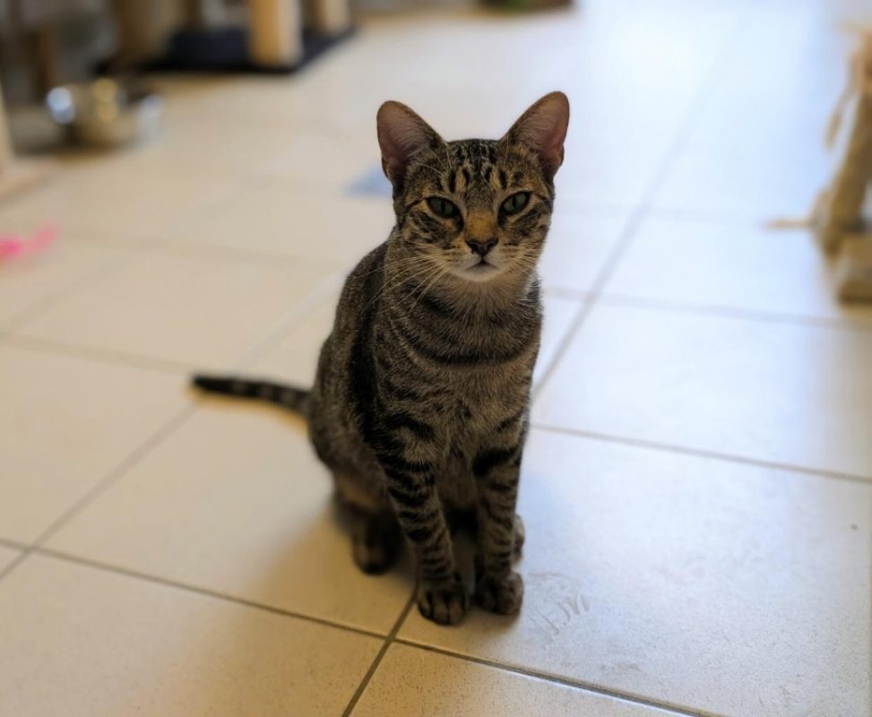 Akk - Chat à adopter
