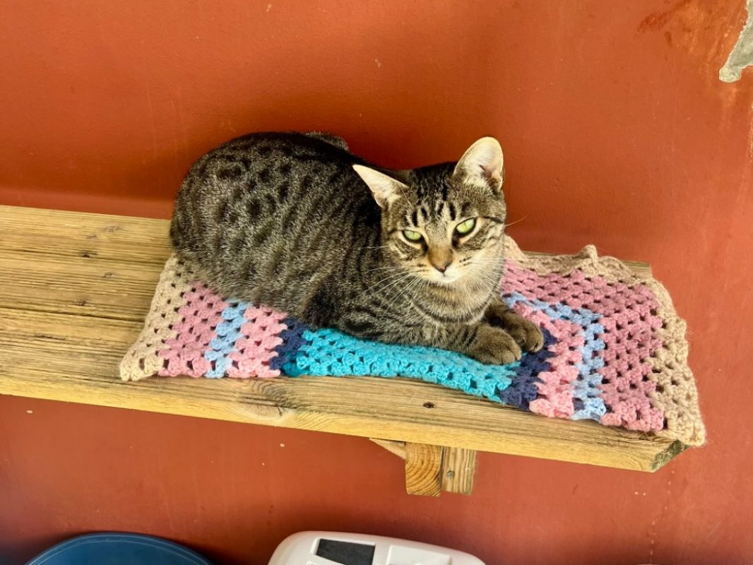 Akk - Chat à adopter - photo 2