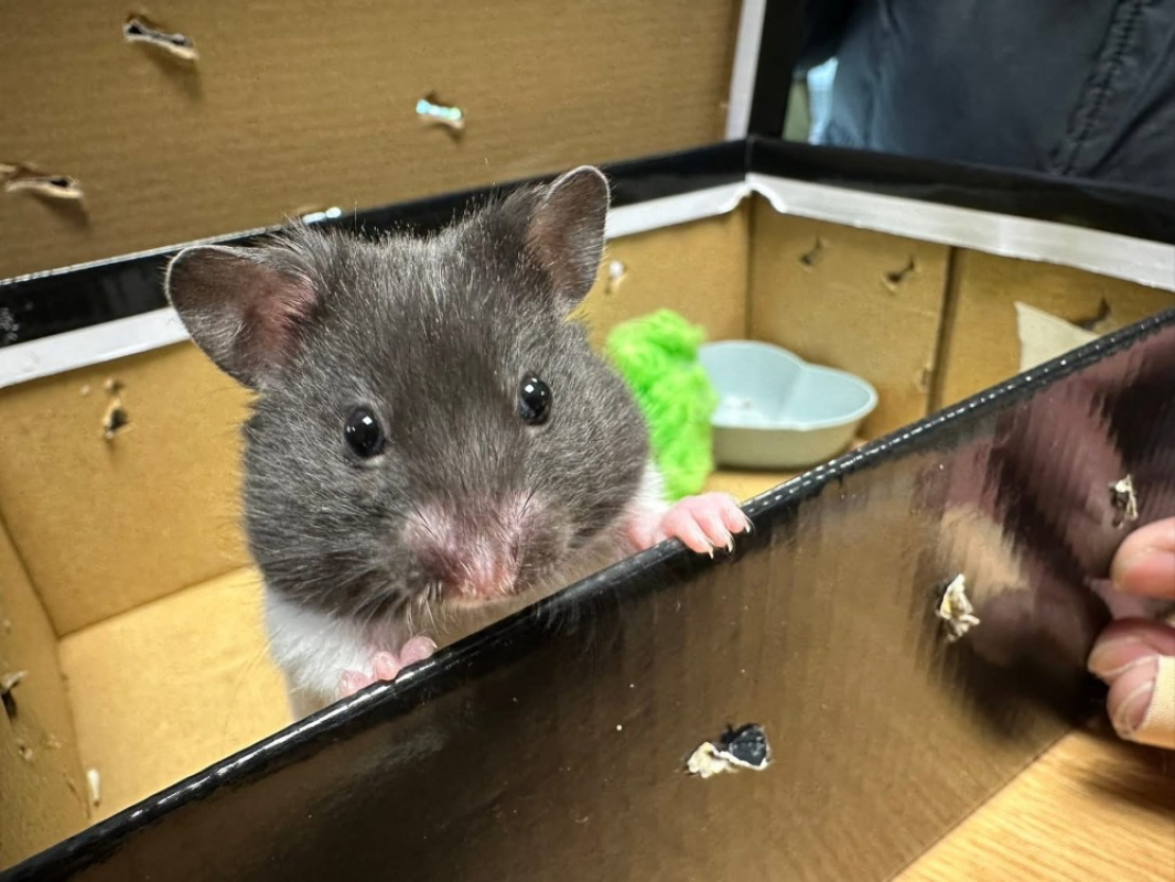 Photo #1 de Chamallow