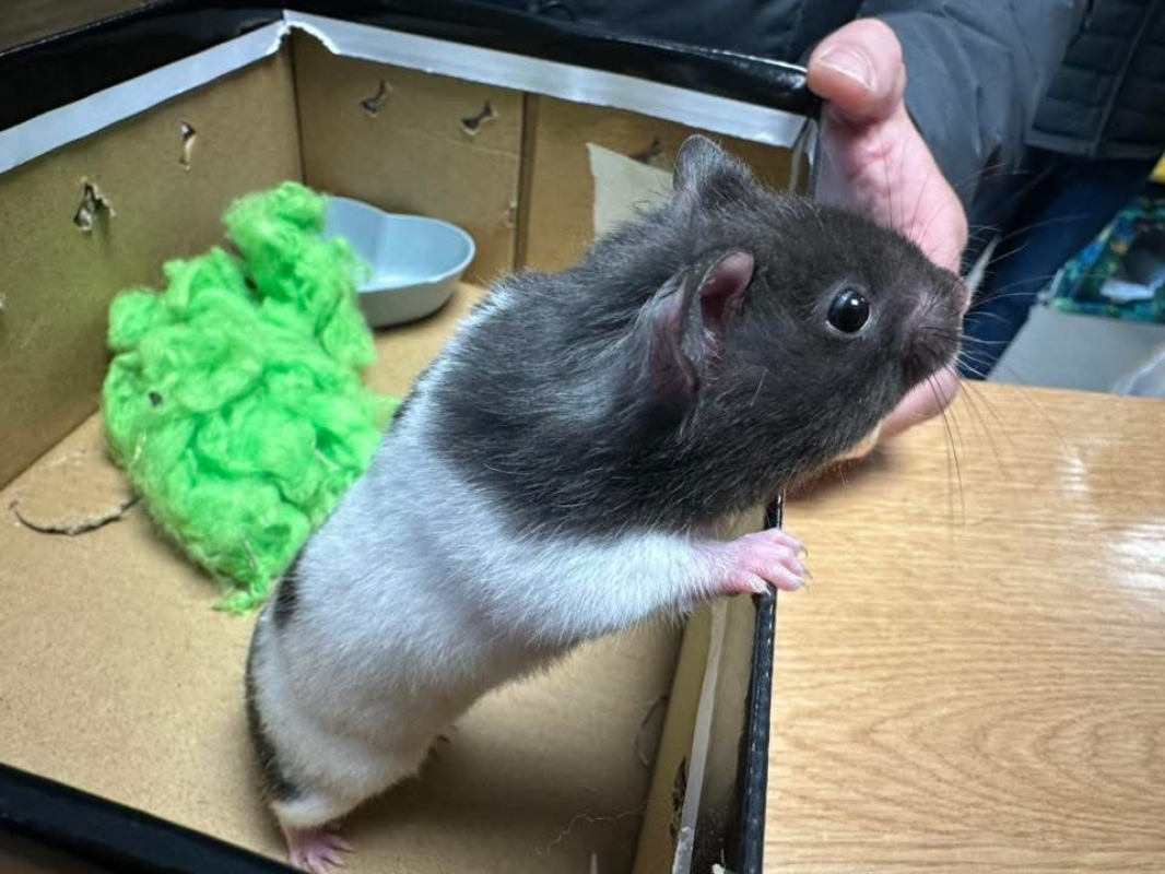 Photo #2 de Chamallow