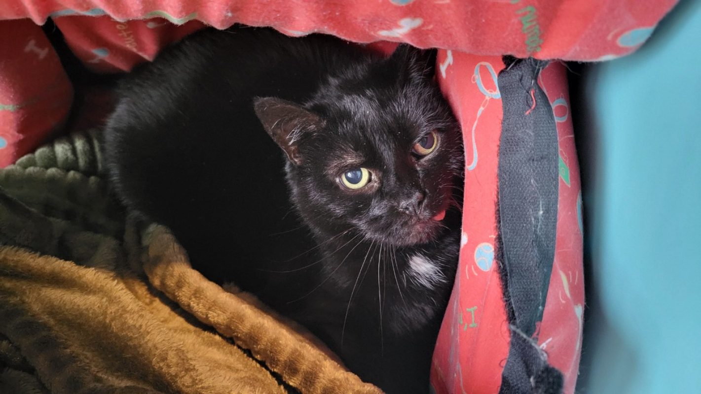 Youna - Chat à adopter