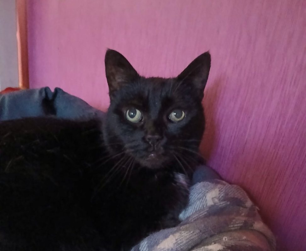 Youna - Chat à adopter - photo 3