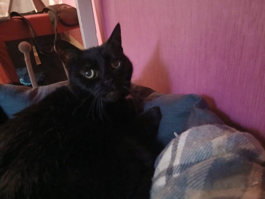Youna - Chat à adopter - photo 4