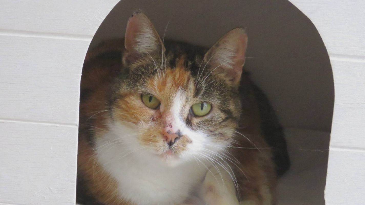 Photo #1 de Marianne