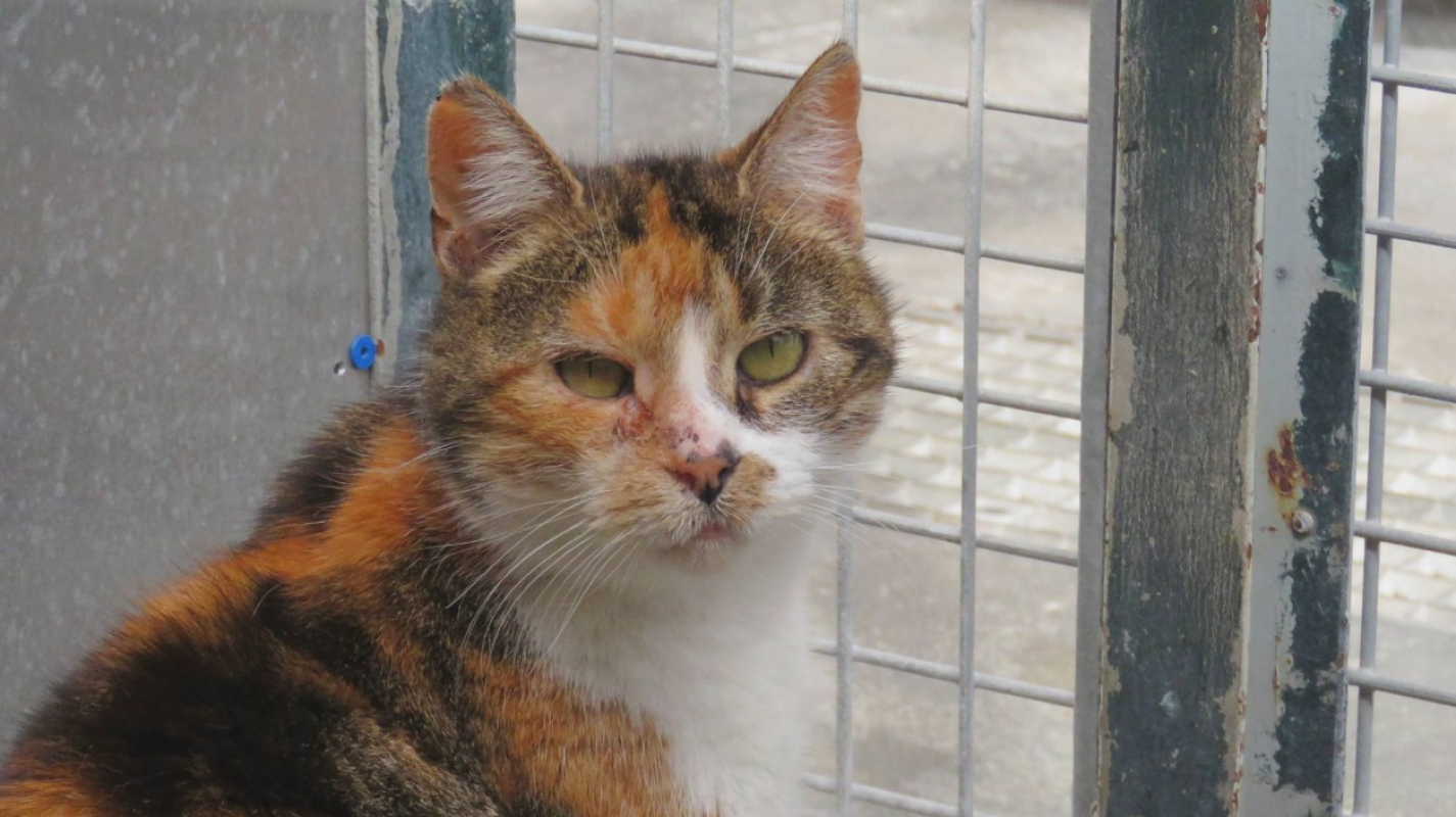 Photo #2 de Marianne