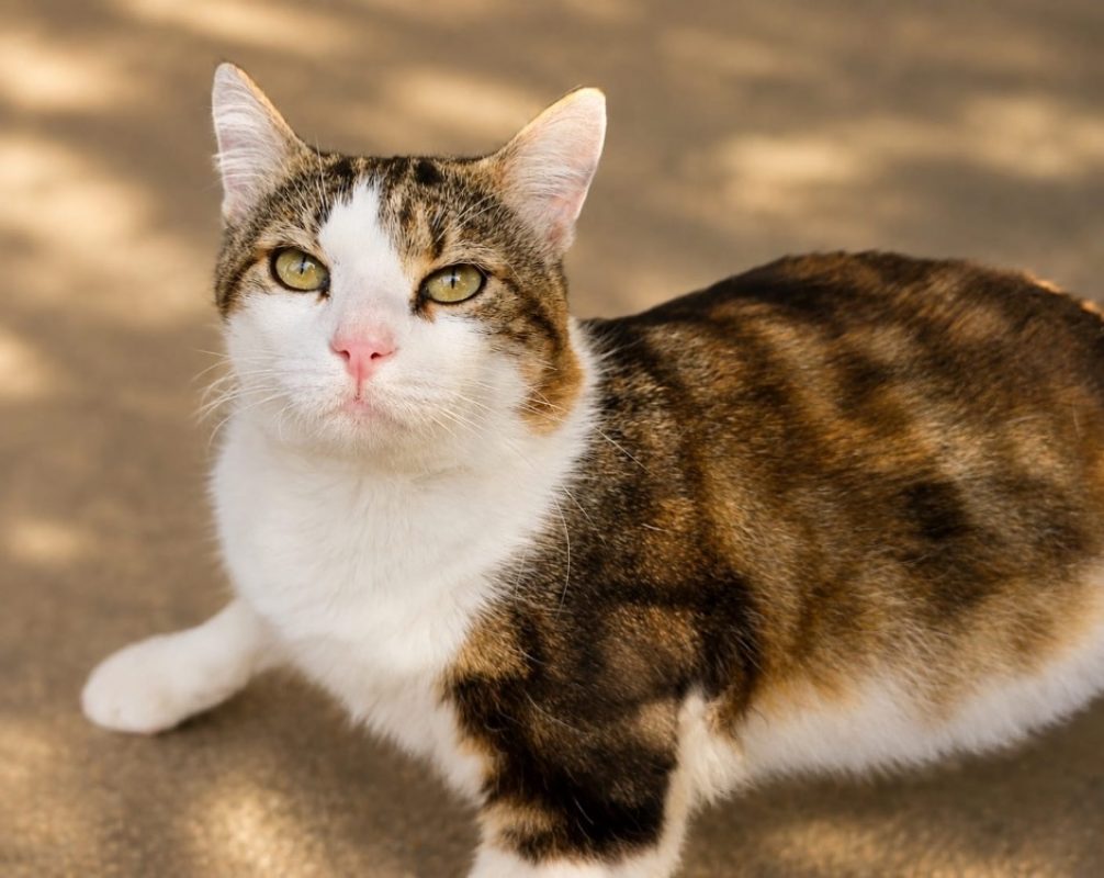 Touny - Chat Européen à adopter