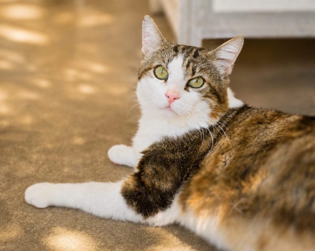 Touny - Chat Européen à adopter - photo 2
