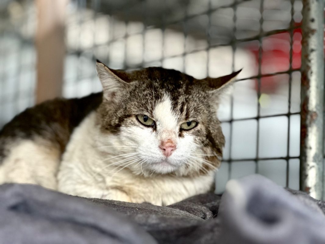Touny - Chat Européen à adopter - photo 4