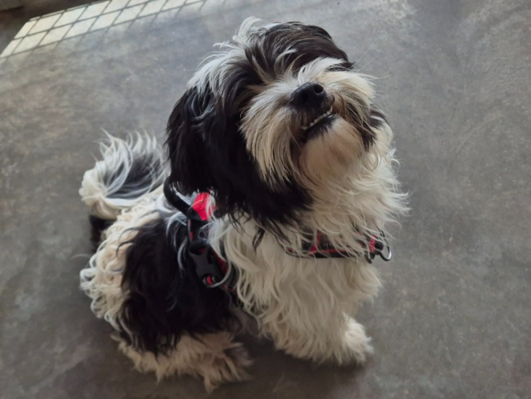 Photo #2 de Expresso