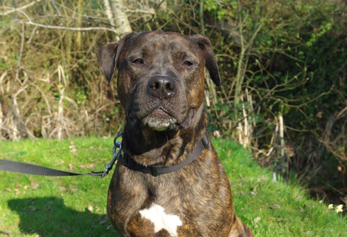 Nestor - Chien à adopter - photo 4