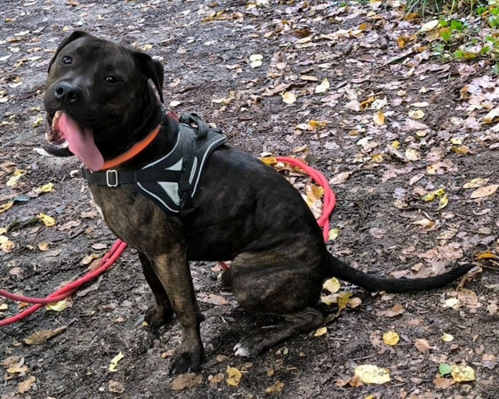 Nestor - Chien à adopter - photo 6