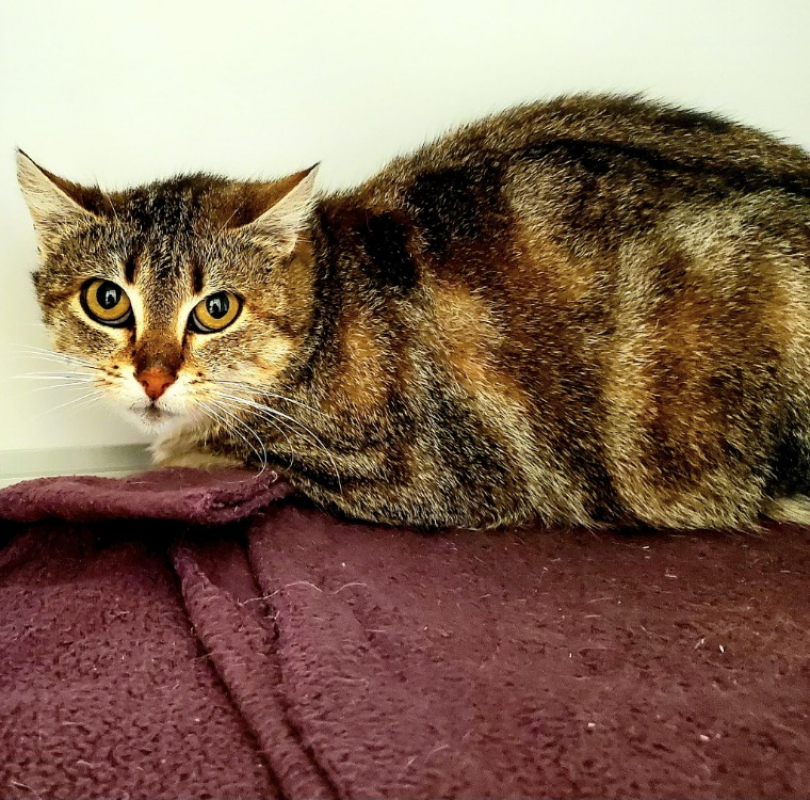 Photo #1 de Grisette