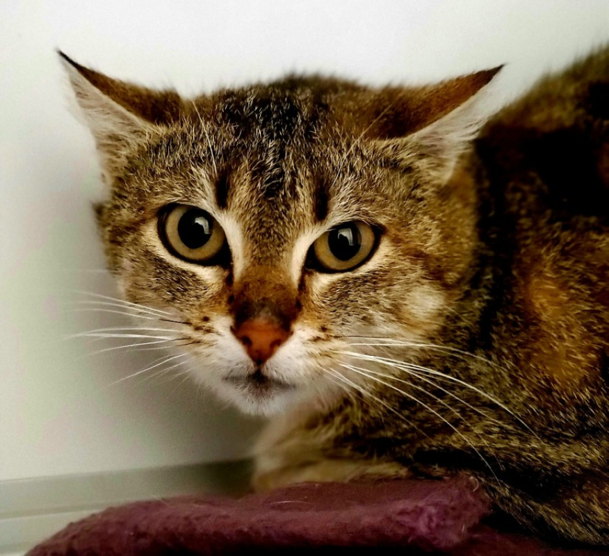 Photo #2 de Grisette