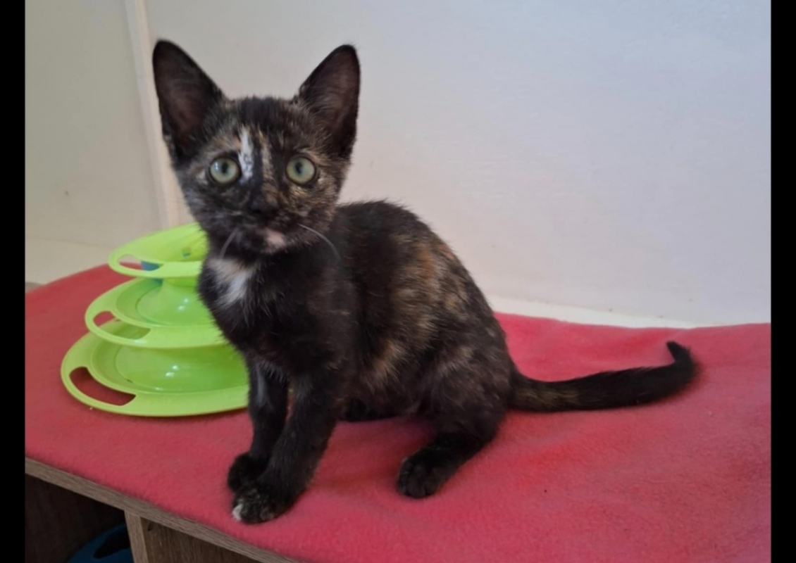 Photo #1 de Duchesse