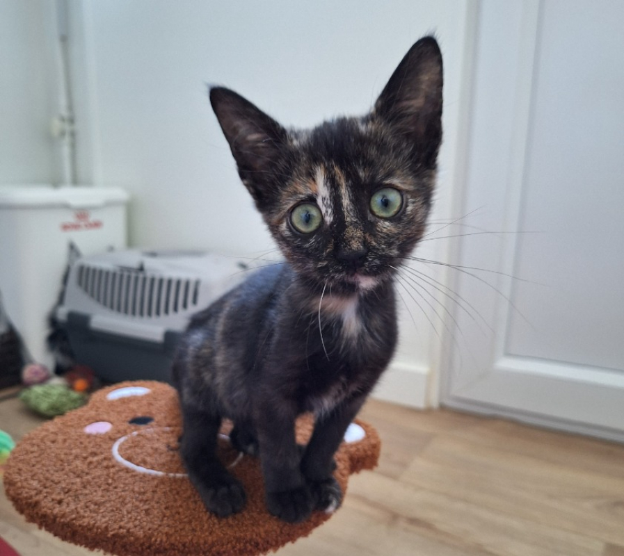 Photo #2 de Duchesse