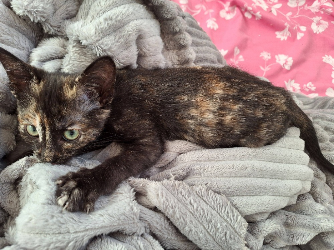 Photo #3 de Duchesse