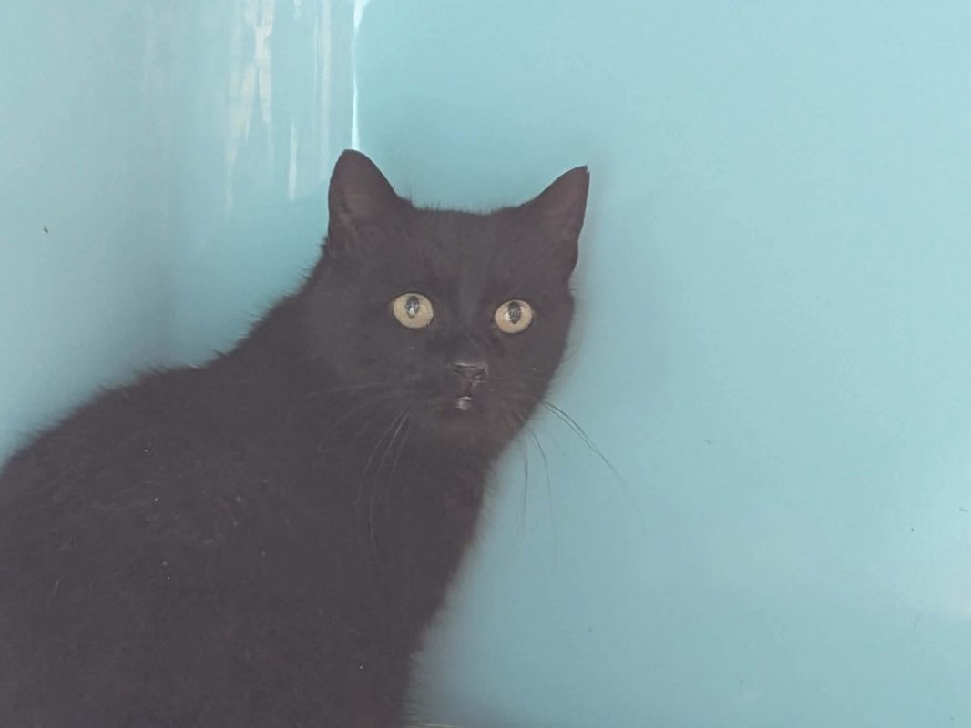 Nougati - Chat Européen à adopter