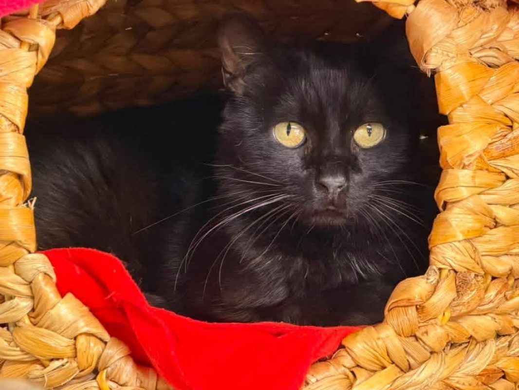 Nougati en sos - Chat Européen à adopter