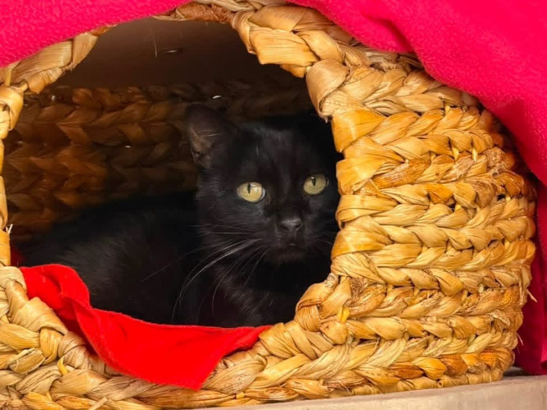 Nougati en sos - Chat Européen à adopter - photo 2