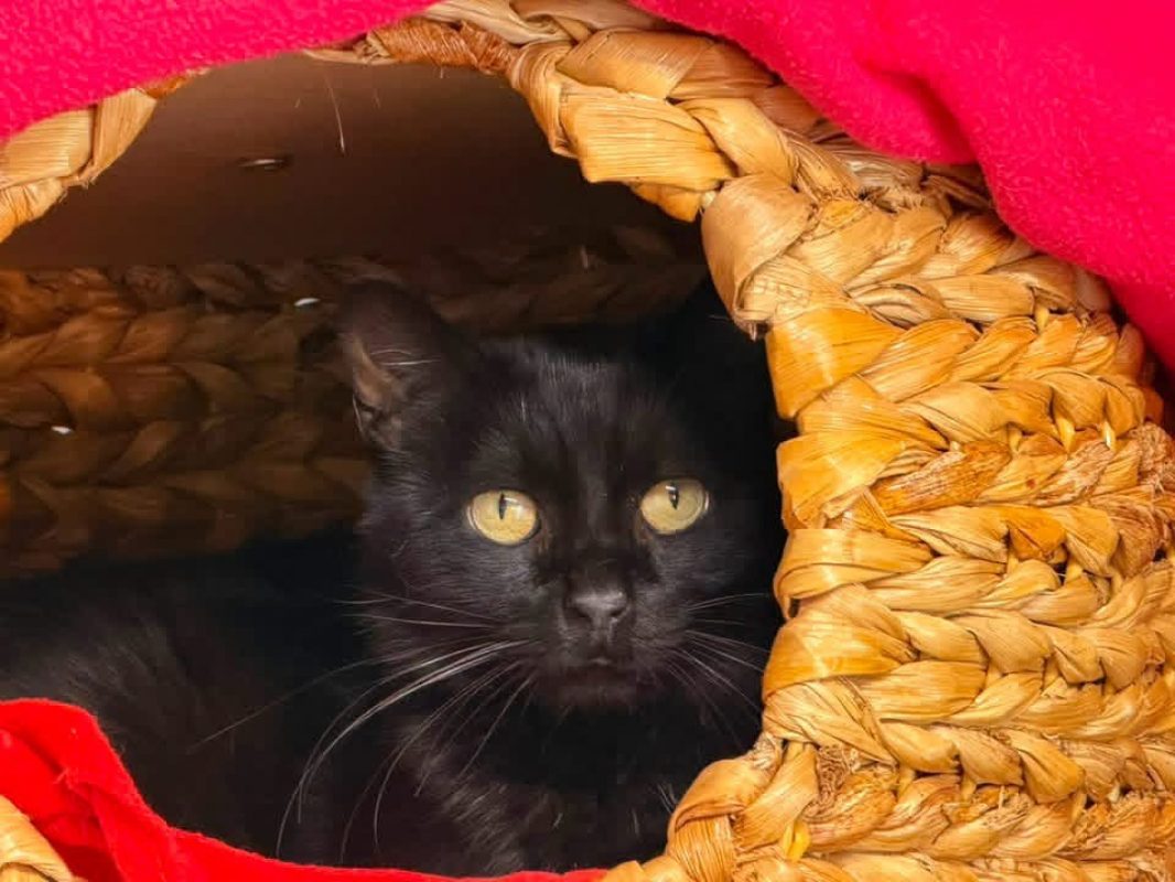 Nougati en sos - Chat Européen à adopter - photo 3