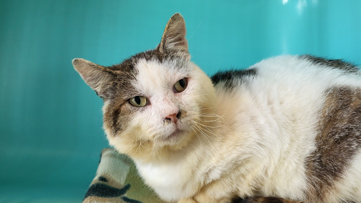 Photo #1 de Sherlock