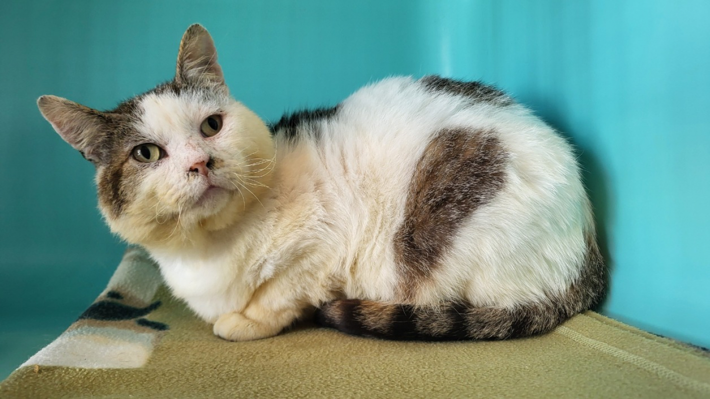 Photo #2 de Sherlock