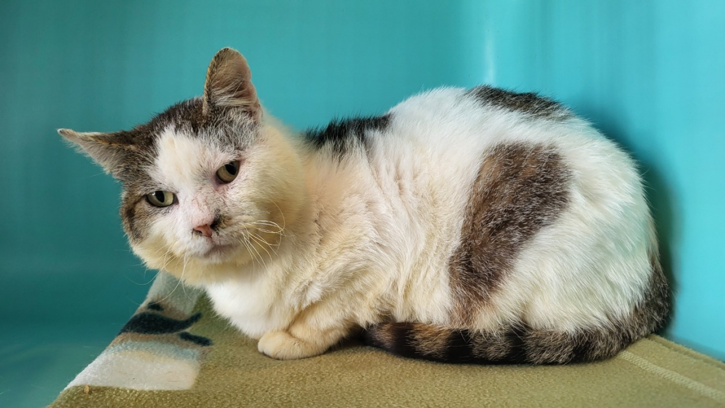 Photo #3 de Sherlock