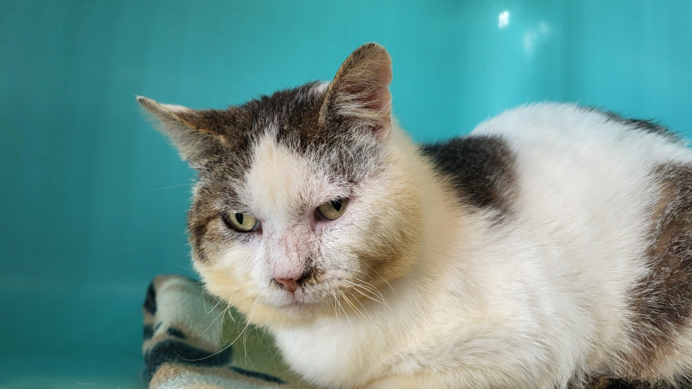 Photo #4 de Sherlock