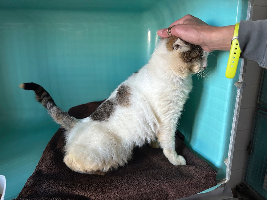 Photo #6 de Sherlock