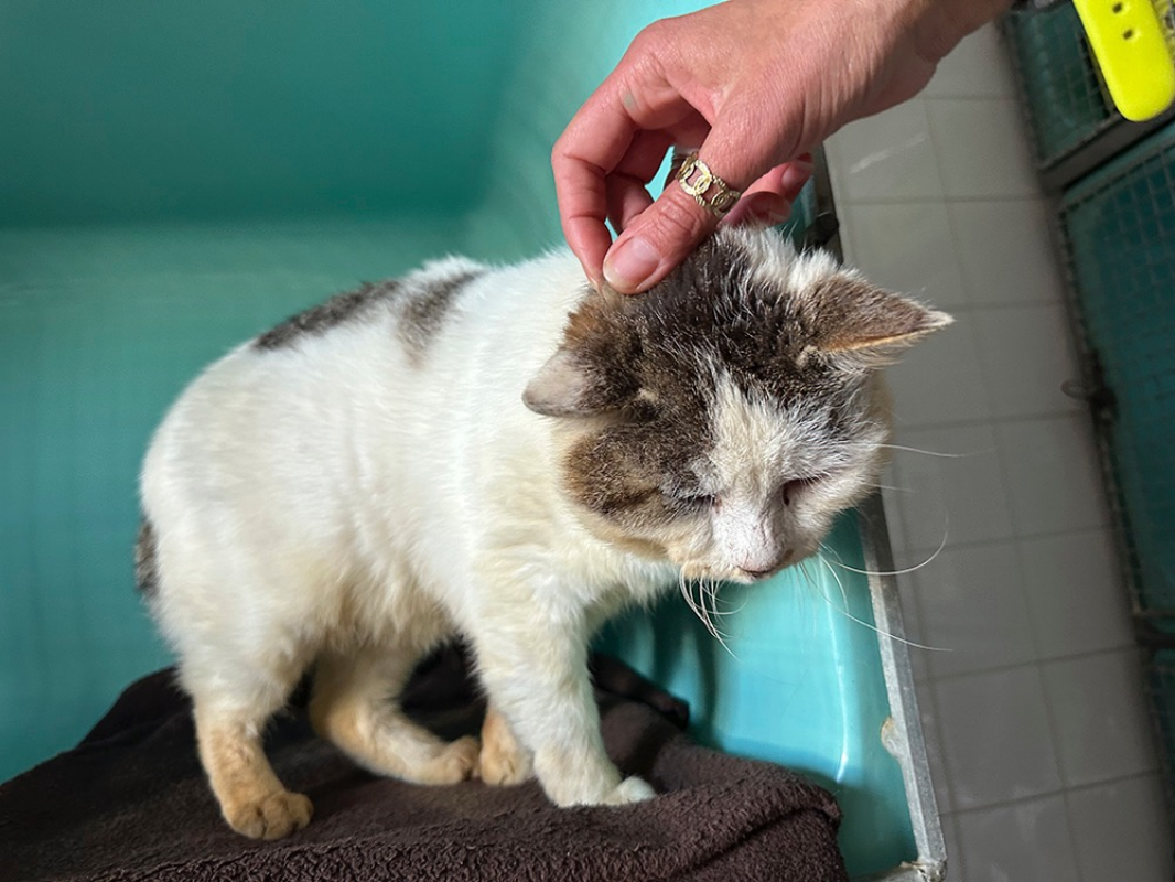 Photo #7 de Sherlock