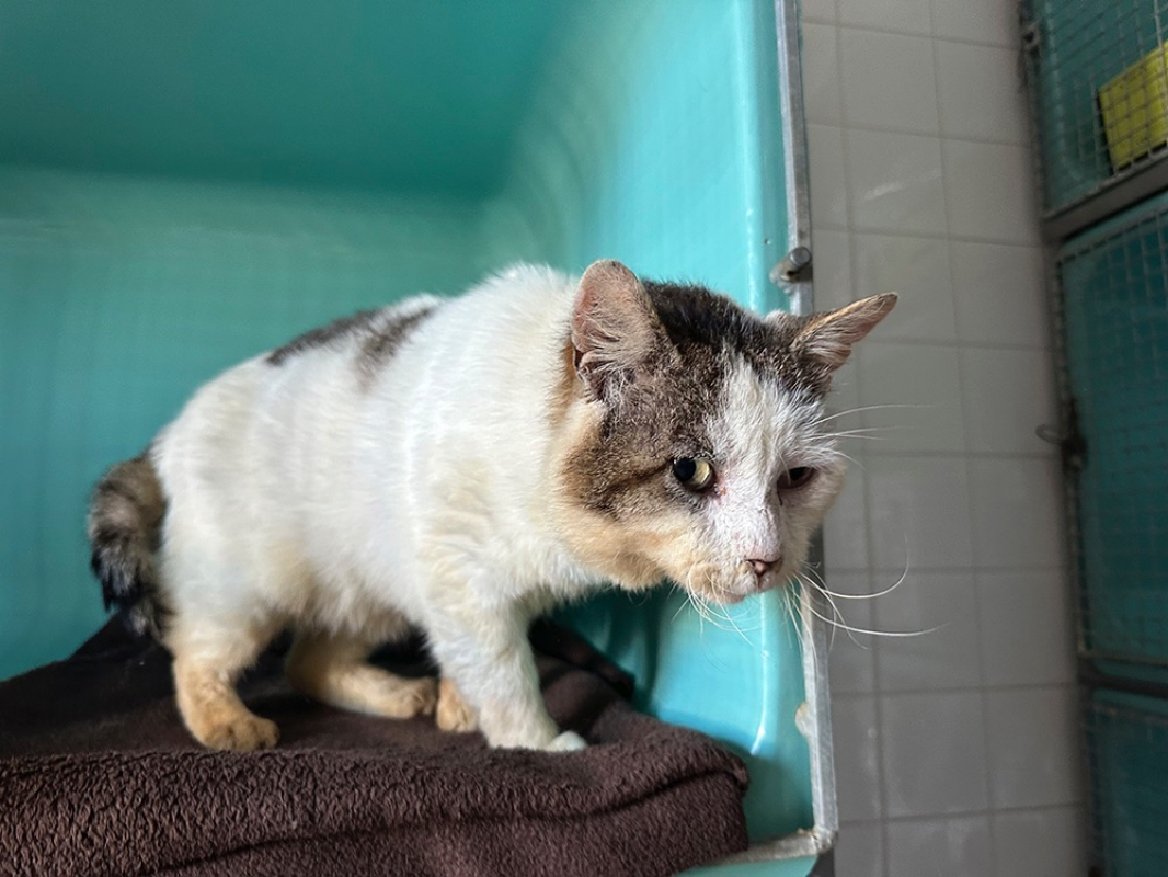 Photo #8 de Sherlock