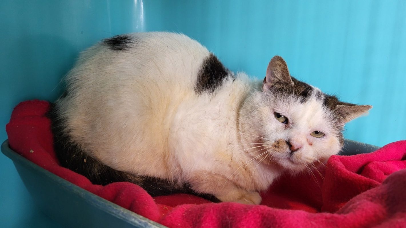 Holmes - Chat Européen à adopter