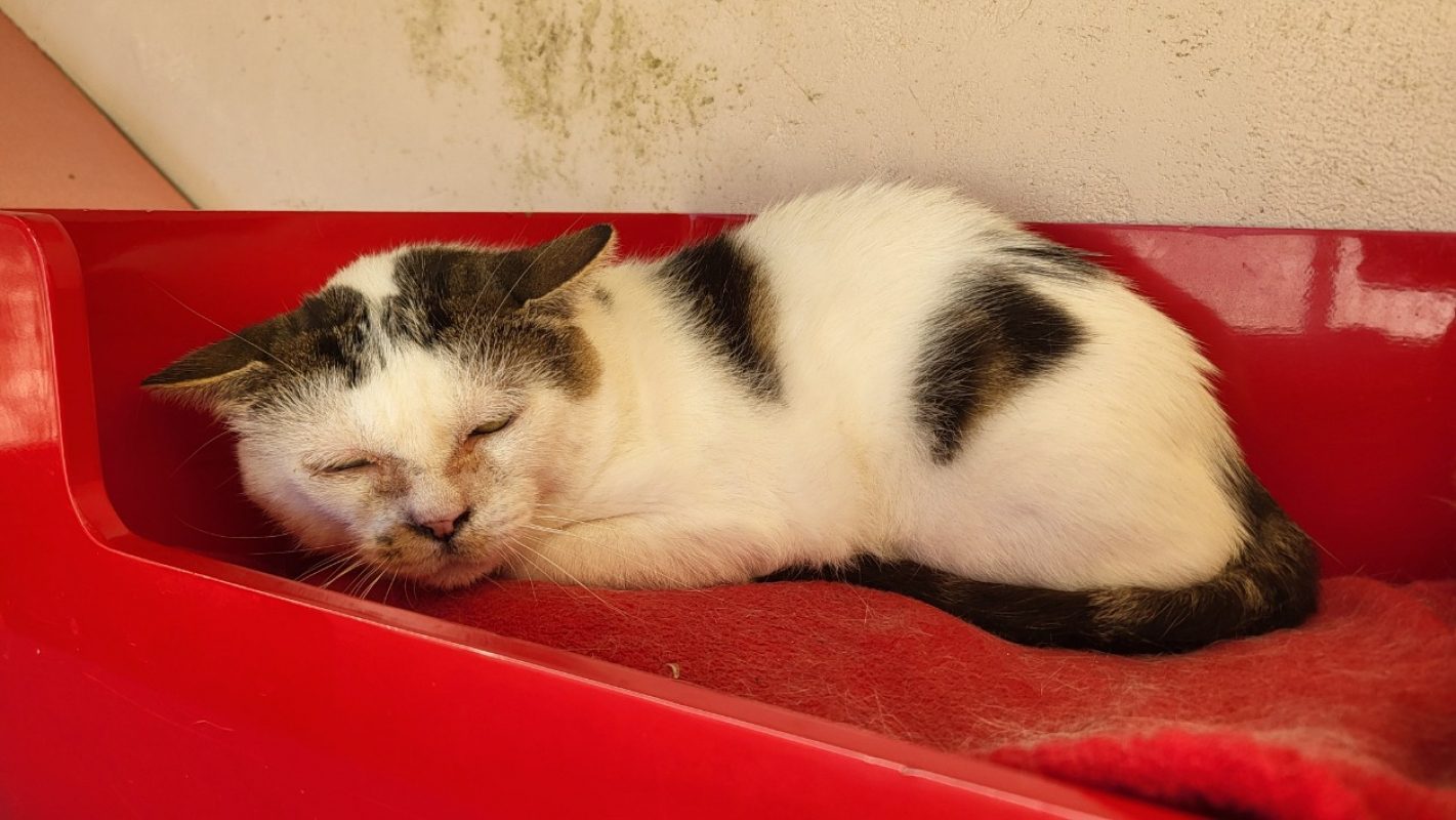 Holmes - Chat Européen à adopter - photo 2