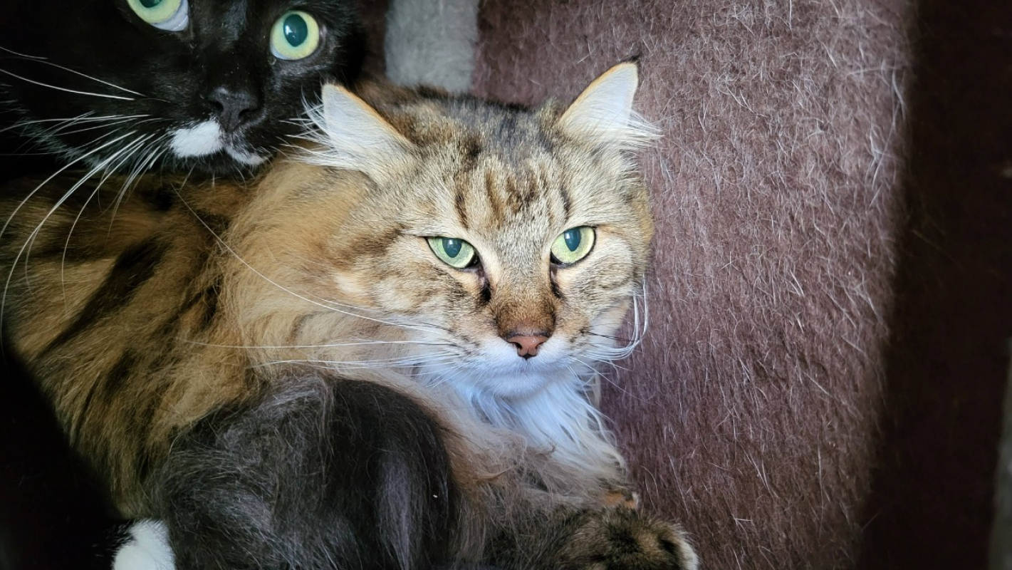 Photo de Tigrou