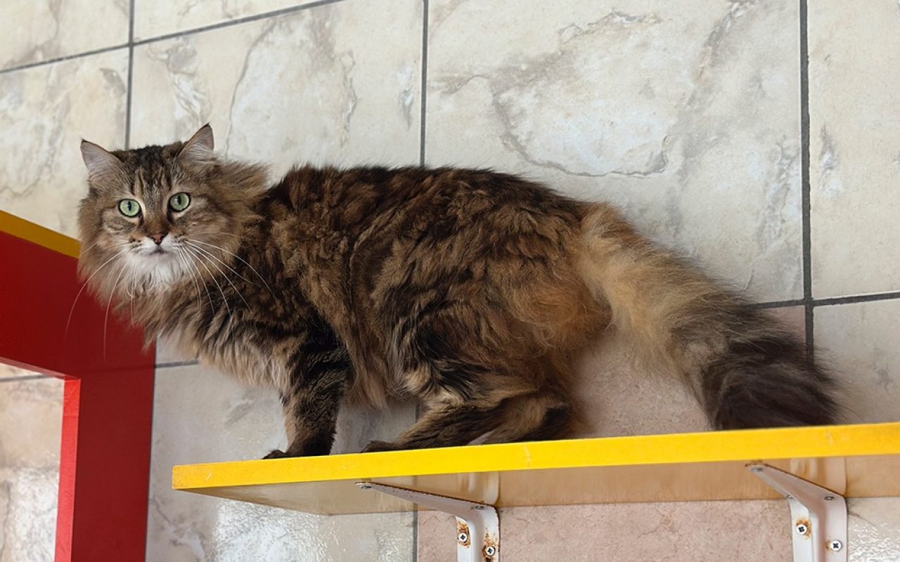 Tigrou - Chat Européen à adopter