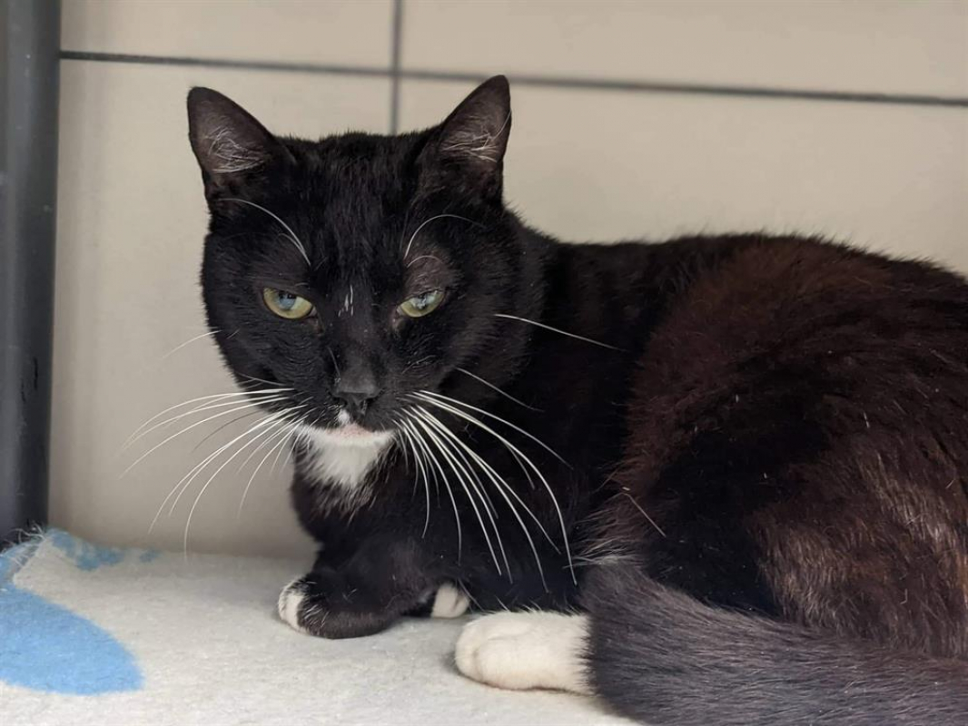 Photo #1 de Gingembre