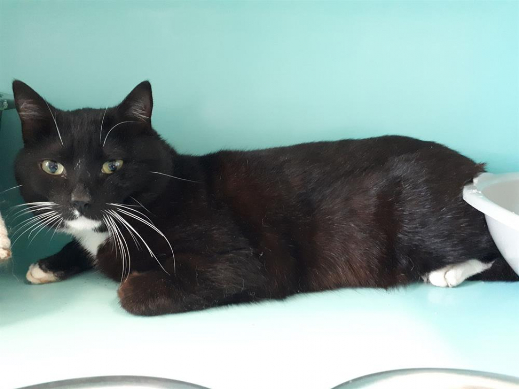 Photo #2 de Gingembre