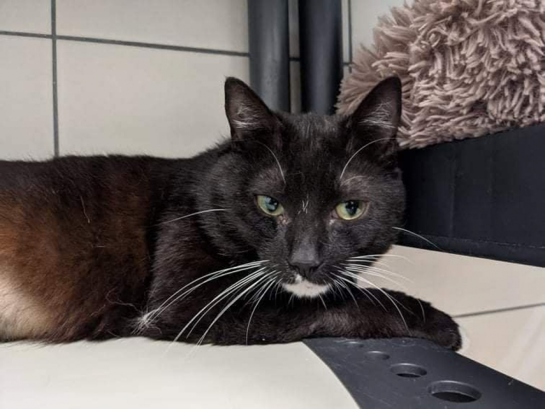 Photo #3 de Gingembre