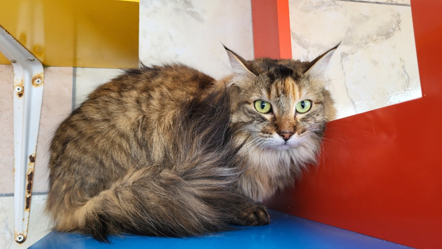 Photo de Misty